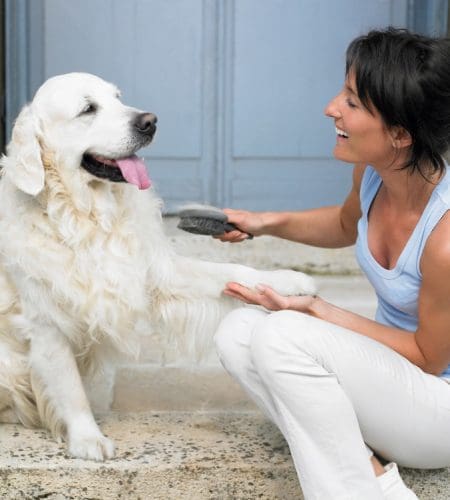 Dog Brushing: Expert Tips for a Healthy Coat