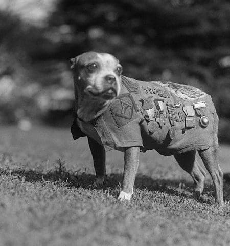 SGT. Stubby Heroic Dogs