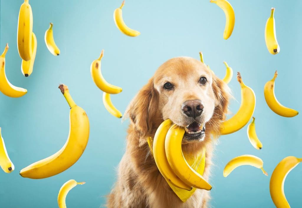 Can Dogs Eat Bananas: What You Need to Know - Sit Stay Speak