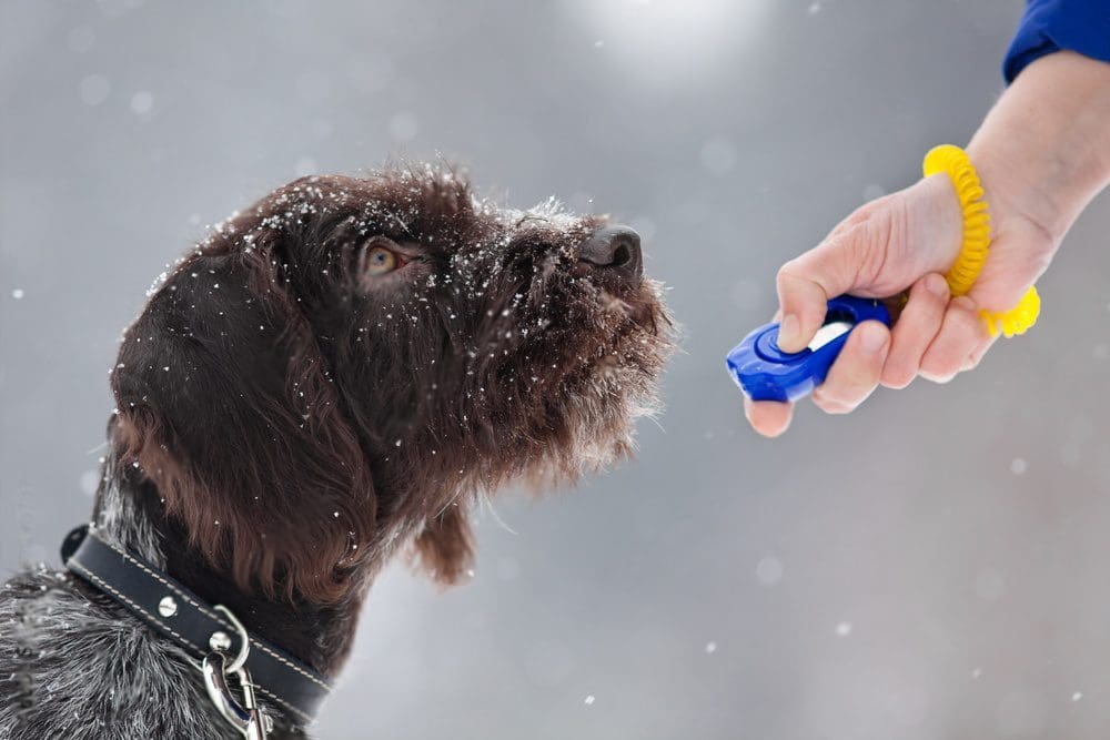 clicker training unleash your dog's full potential in days