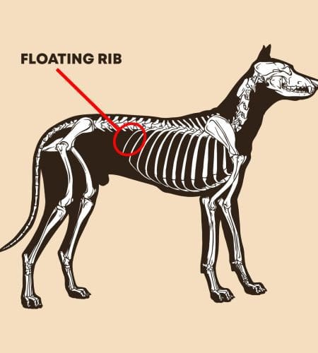 floating rib in dog