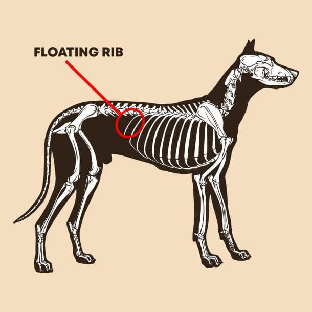 Floating Ribs in Dogs: All You Need to Know - Sit Stay Speak