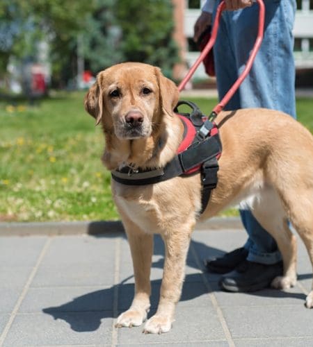How to Get a Service Dog: The Ultimate Guide