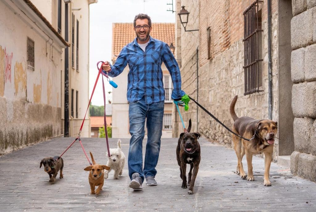 A man walking dogs as a service