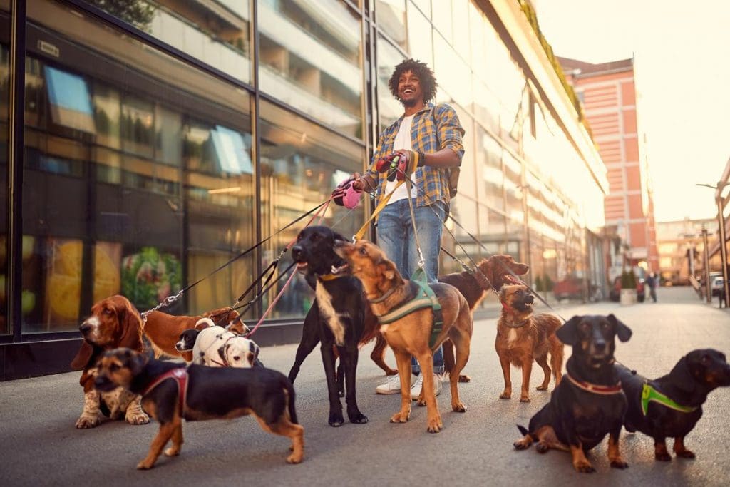 A young man walking a pack of dogs