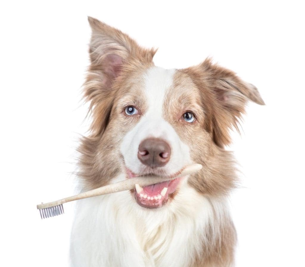 Border Collie with a toothbrush