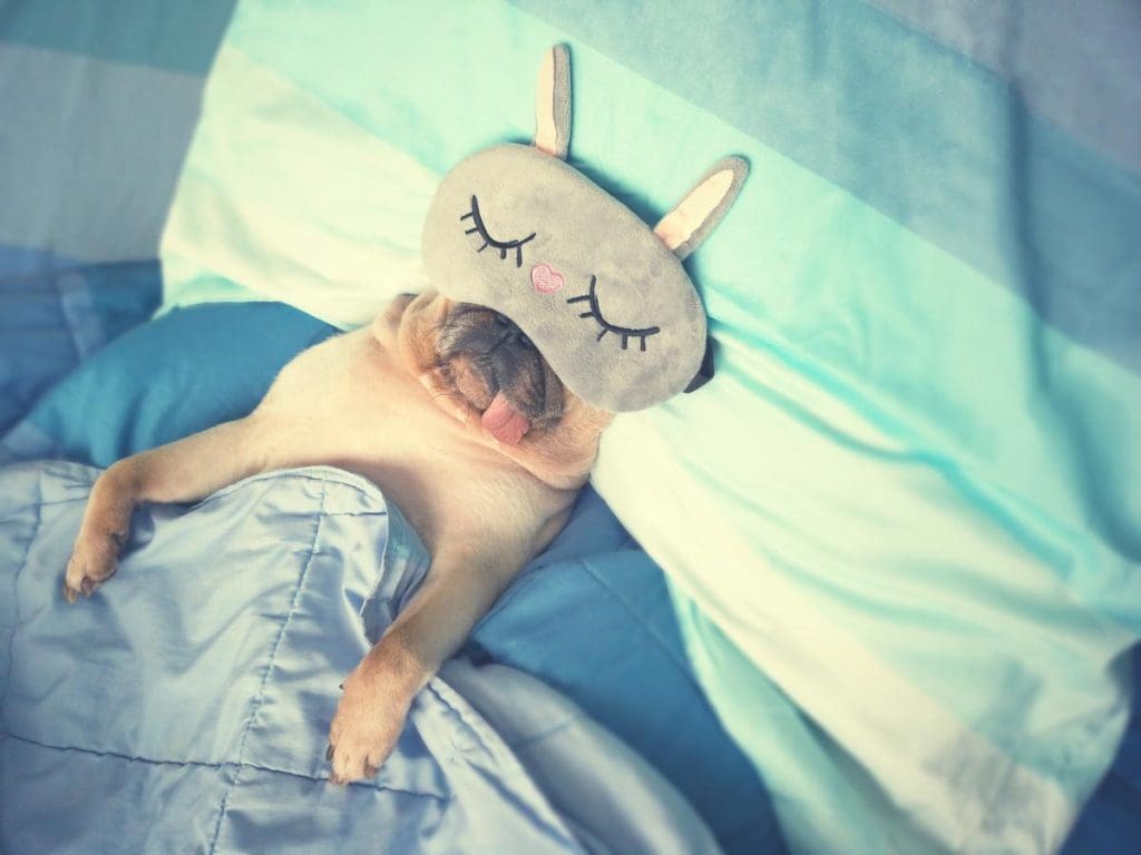 Pug sleeping with a mask on