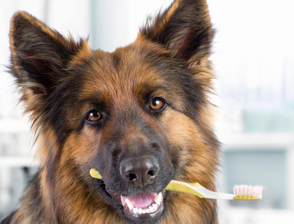 how often to brush dog teeth
