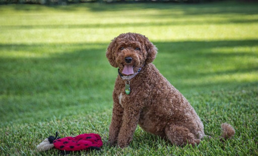 Common causes of excessive panting in dogs