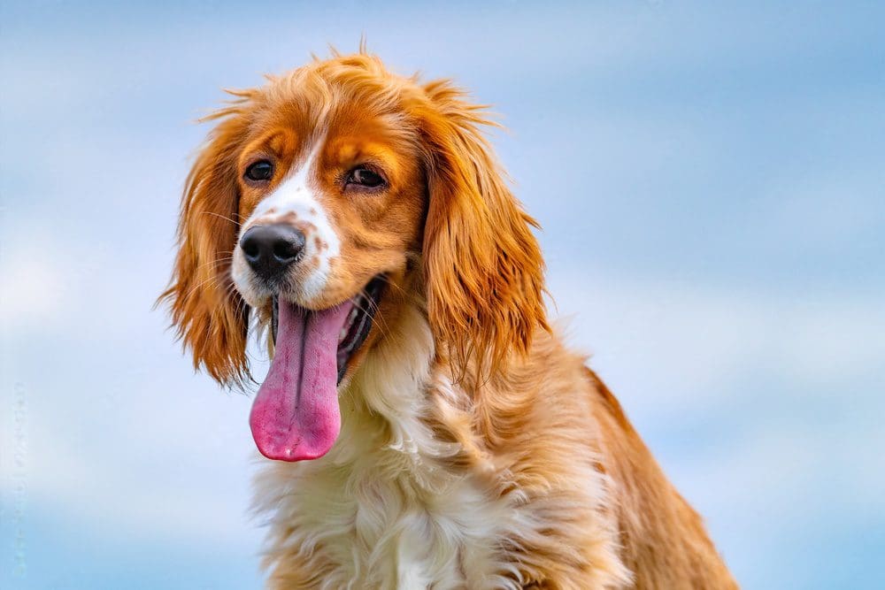 Diagnosing the cause of excessive dog panting