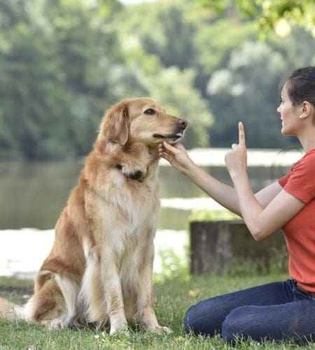 Dog Training Tips Master the Top 10 Techniques