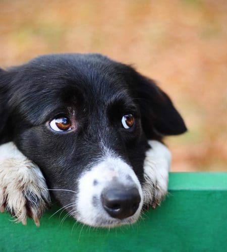 Dogs Eyes Red and Swollen: Causes & Treatment