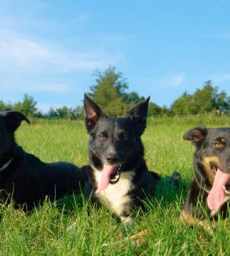 Dogs Panting Causes, Concerns, Solutions, and Understanding Abnormal Panting in Canines