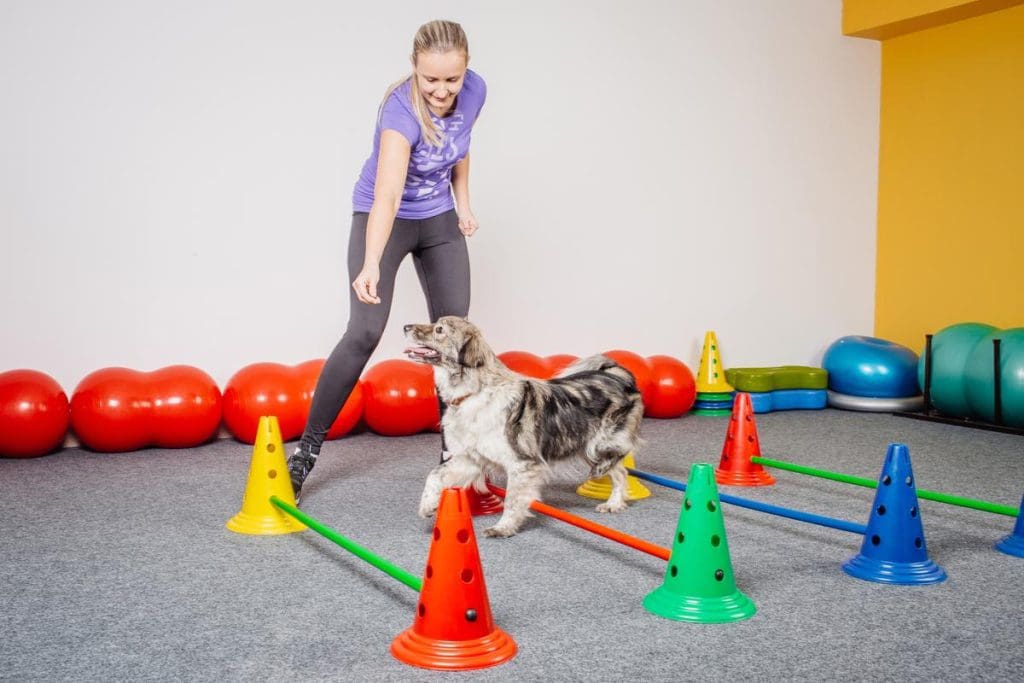 Expert Insights Tips from Professional Dog Trainers