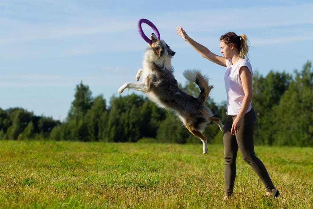 Fun Tricks and Obedience Training Tips