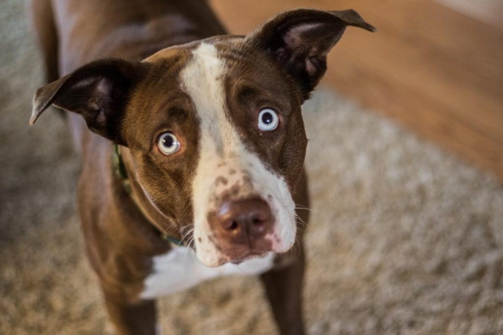 Reasons for Red and Swollen Eyes in Dogs
