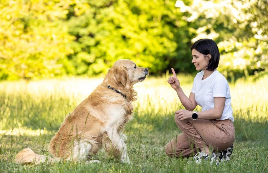 Step-by-Step Guide to Train a Dog Effectively